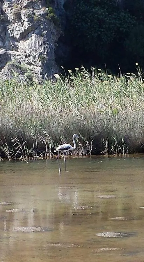 L'Ulivo In Villa Greco Tindari